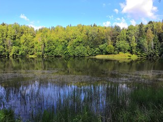 lake in the forest