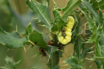 gelbe Raupe an einer Distel
