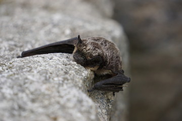 Small bat resting on the rock