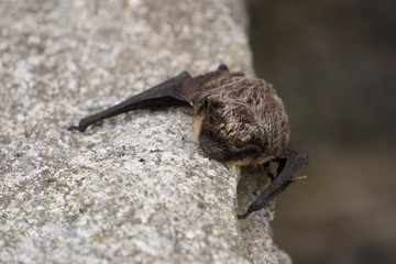 Small bat resting on the rock