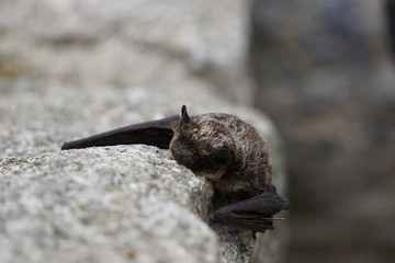 Small bat resting on the rock