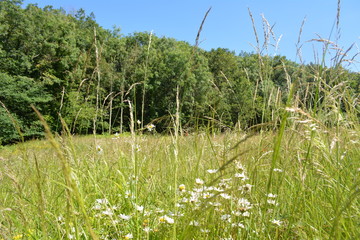 Golden field with daisies, grass and wildflowers with woodlands in the background