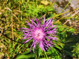 purple thistle flower