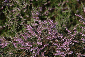 Purple heather starts blooming at the end of the summer