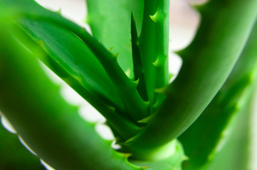 Green fresh leaves of aloe close-up macro shot. Aloe texture. Green background, wallpaper with tropical plant. Aloe vera for the production of cosmetics, skin hydration. Medicine, pharmaceuticals