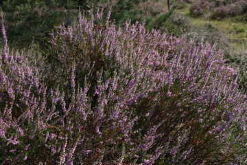 Obraz premium Purple heather starts blooming at the end of the summer