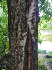 old tree trunk
