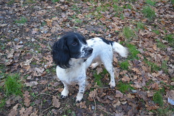 A springer spaniel dog out for a walk in the woods during the autumn
