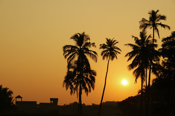 jungle at dawn. silhouette of palm trees against an orange dawn sky