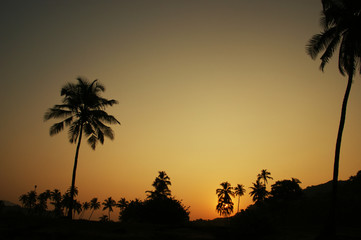 Fototapeta na wymiar jungle at dawn. silhouette of palm trees against an orange dawn sky