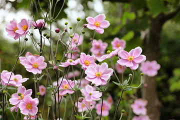 Anemone tomentosa ÔRobustissimaÕ, or Grapeleaf Anemone in flower during the autumn