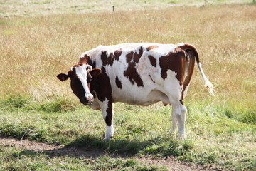 Black-and-white and red-and-white cows in a pasture of the Holstein Friesian breed
