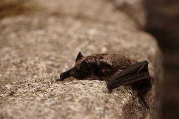 Small bat resting on the rock