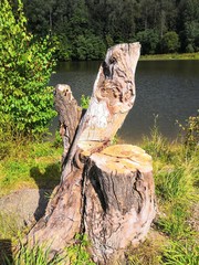 old wood stump