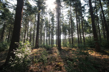 sun beams comes trough the trees on a summeer day in Oldebroek