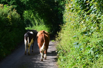 Three young cows or calves walking down a narrow country lane in England