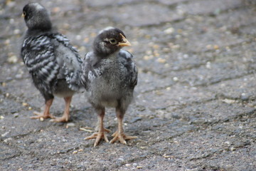 Chickens, rooster and small chicks are fed at a petting zoo