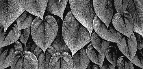 philodendron blätter als komposition, gegenseitig überdeckend und überwachsend, leicht und modern stilisiert für horizontale banner und verpackungs design © Laurence