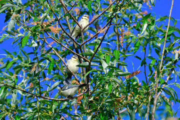 Junge Blaumeisen bei ihrem ersten Ausflug	
