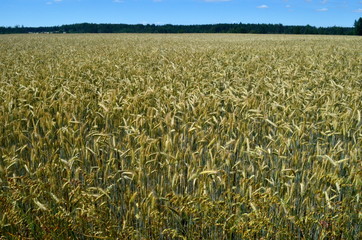 Field of ripening yellow cereal. Fields of wheat with tree on background, sunny day