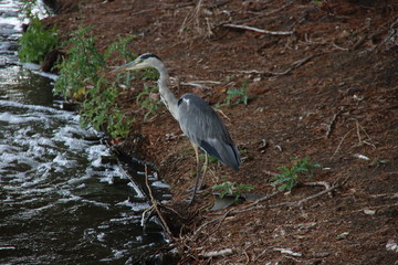 Heron is hunting on fish at an water outlet in a ditch