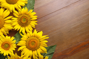 Obraz premium Beautiful bright sunflowers on wooden background, flat lay. Space for text