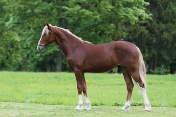 Naklejka na ściany i meble Chestnut horse with a long white mane stands on natural summer background, profile side view, exterior