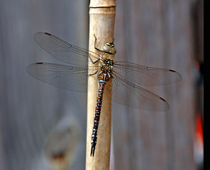 The migrant hawker (Aeshna mixta) is one of the smaller species of hawker dragonflies