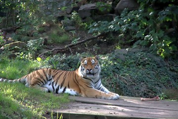 Fototapeta na wymiar Amur or Siberian tiger in the Ouwehand Zoo