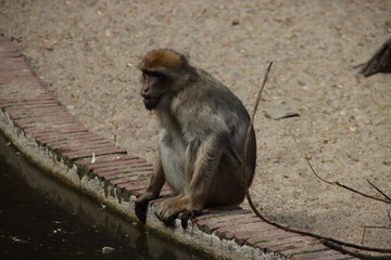 barbary macaque in the Ouwehand Zoo Holland