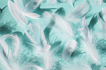 White fluffy bird feathers on blue background.