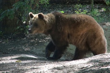 Brown bear or URSUS ARCTOS  in the Ouwehand Zoo Holland