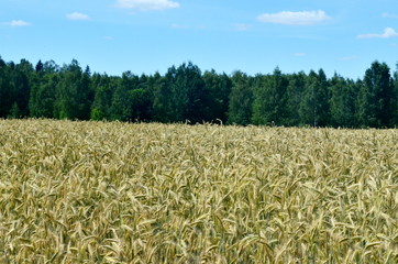 Field of ripening yellow cereal. Fields of wheat with tree on background, sunny day