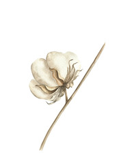 Cottons clip art for wedding invitation or greeting cards