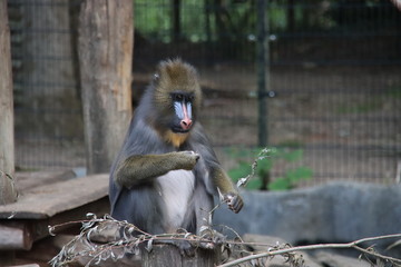mandrill (Mandrillus sphinx) in the Ouwehand Zoo Holland