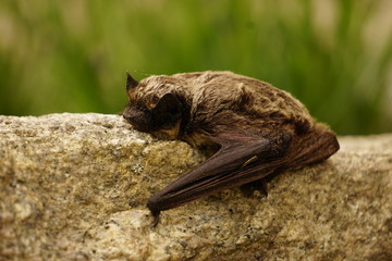 Small bat resting on the rock