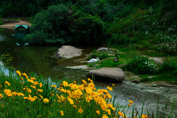 outdoor highland nature environment yellow chamomile near river stream on green field space