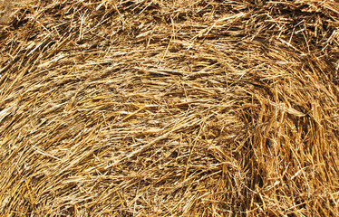 Close up straw, dry straw texture background. Haystack texture, agriculture