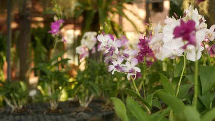 Beautiful lilac purple and magenta orchids growing on blurred background of green park. Close up macro tropical petals in spring garden among sunny rays. Exotic delicate floral blossom with copy space