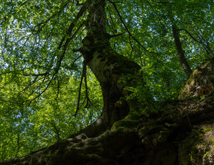 Fototapeta premium Raíces y tronco de un árbol