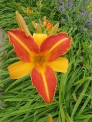 Yellow and red lily in flower bed