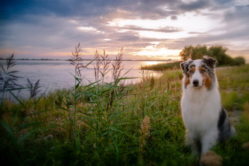 Hübscher Hund vor einem romantischen Sonnenuntergang am Wasser
- 373478851