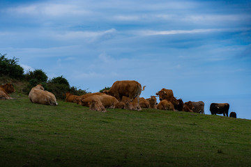 Obraz premium grupo de vacas reposando en una pradera