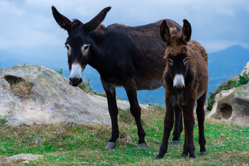 Fototapeta premium pareja de simpáticos burros
