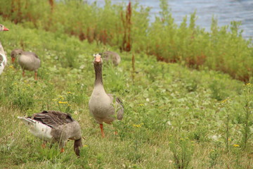 Grey goose at the grass along rowing lane Willem-Alexanderbaan in Zevenhuizen