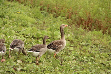 Grey goose at the grass along rowing lane Willem-Alexanderbaan in Zevenhuizen