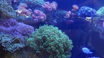 Species of soft corals and fishes in lillac aquarium under violet or ultraviolet uv light. Purple fluorescent tropical aquatic paradise exotic background, coral in pink vibrant fantasy decorative tank