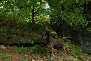 perro mestizo en un bosque de gipuzkoa
