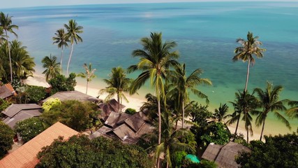 Palms on beach near blue sea. Drone view of tropical coconut palms growing on sandy shore of clean blue sea on resort