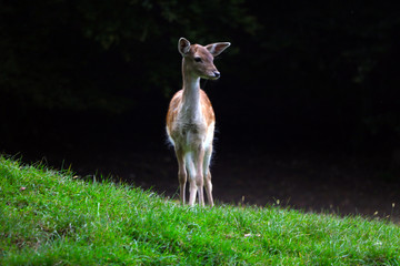Beautiful young sika deer close-up. Wild nature.